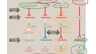 Pharmacology The Autonomic Nervous System ANS Drugs Introduction Lecture 1Dr Saja Hamed [upl. by Anaiq517]