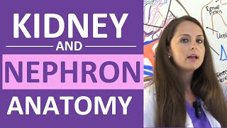 Kidney and Nephron Anatomy Structure Function  Renal Function System [upl. by Joelle775]