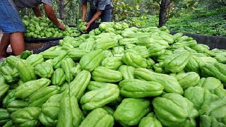 How To Grow Millions of Chayote  Chayote Cultivation  Chayote Farming and Harvesting [upl. by Novikoff361]