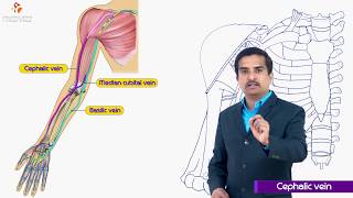 Cephalic vein  Gross anatomy of upperlimb medical animation  Dr G Bhanu Prakash [upl. by Rog]