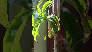 Pitcher plant houseplant care tutorial plants gardening garden plant houseplants planting [upl. by Talyah]