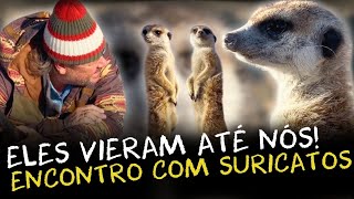 SURICATOS E OUTROS ANIMAIS SELVAGENS UMA JORNADA PELO KALAHARI [upl. by Storer]