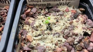 Lithops from Seed Update [upl. by Eibrab496]