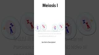 Meiosis Animation science medical cellcycle cellbiology meiosis celldivision recombination [upl. by Raynah281]