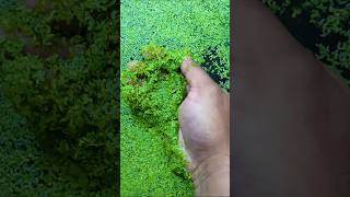 Duckweed shortsindia [upl. by Indira]