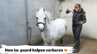 HOW TO paard helpen verharen  32  Epplejeck [upl. by Euqram]