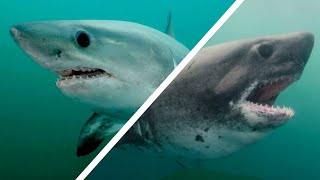 Porbeagle amp Salmon Sharks  The Underrated Great White Relatives [upl. by Aksel]