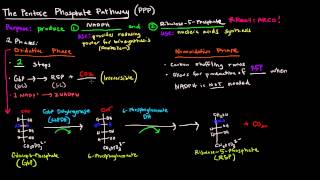 Pentose Phosphate Pathway Part 1 of 5  Overview and Oxidative Phase [upl. by Ahseral921]