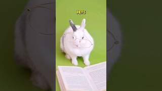 Interesting Facts About Rabbits ✅️ [upl. by Ahsinirt885]