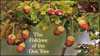 THE FOLKLORE OF THE OAK TREE Acorns Galls Superstitions Oak Apple Day Oak King and Holly King [upl. by Aicre]