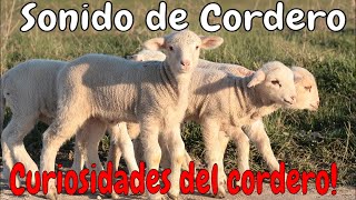 RELAX Sonido Balido de Cordero animal 5 Minut [upl. by Snilloc]