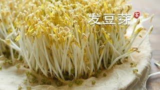 发绿豆芽 Grow Mung Bean Sprouts 三个要点 一次成功 [upl. by Geralda]