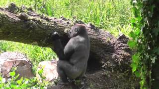 Western Lowland Gorillas Paignton Zoo 16th July 2013 [upl. by Murrell]