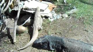 Giant Monitor Lizard Showing Teeth on Command [upl. by Zinck]