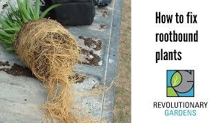 How to Fix Rootbound Plants [upl. by Humfried]