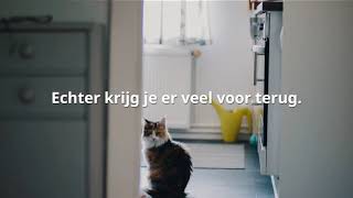 Kattenbak schoonmaken Hoe vaak moet ik de kattenbak verversen [upl. by Girardi]