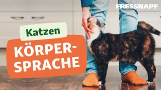 Körpersprache bei Katzen  Signale erkennen [upl. by Dyob]