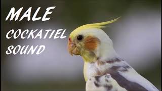 Male Cockatiel Sound [upl. by Yddor]