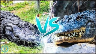 BLACK CAIMAN VS AMERICAN ALLIGATOR ─ Who Would Win in a Fight [upl. by Leelah]