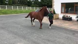 Absence of Malice IRE  HORSE IN TRAINING  Hillstar GB ex Liss Carrig IRE  Video 5 [upl. by Eelarol457]