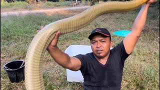 Inilah sosok ular king cobra raksasa terbesar di kalimantan  ular  king cobra [upl. by Ttsepmet]