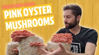 Pink Oyster Mushrooms GROW and COOK Tastes Like Bacon [upl. by Eniamahs]