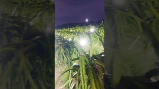 LED light to induce buds in off season LED to extend fruiting season farming shorts offseason [upl. by Lynd]