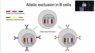 AIRRC7  Immunoglobulin heavychain constant gene polymorphisms in multiple sclerosis A Lossius [upl. by Animrelliug]