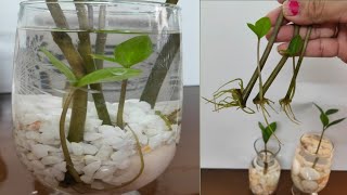 How to grow ZZ plant in water  propagation of ZZ plant  how to propagate ZZ plant plants in water [upl. by Enamrahc687]