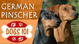 Dogs 101  GERMAN PINSCHER  Top Dog Facts About the GERMAN PINSCHER [upl. by Aelam844]