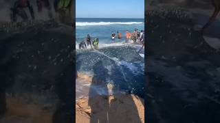 Sardines at Pennington KZN [upl. by Elsey]