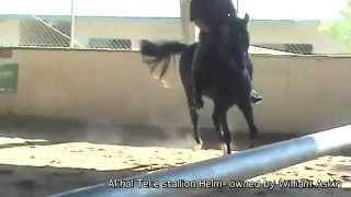 Akhal Teke stallion Helm  his Dressage morning workout [upl. by Idok]