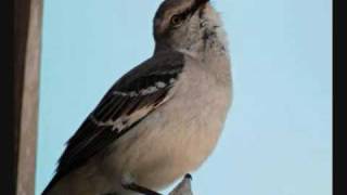 Mocking bird singing  chant dun oiseau moqueur [upl. by Dorran]