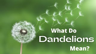 What do Dandelions Mean The Spiritual Meaning and Symbolism of Dandelions [upl. by Yv]