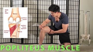 POSTERIOR KNEE MASSAGE  PAIN AND MOBILITY POPLITEUS [upl. by Sacksen]