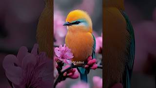 Orange Bird Perched Among Pink Blossoms in Spring mostbeautifulbirdsintheworld shorts birdsvideo [upl. by Heilman]