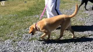 Dogs and inmates benefit from Bondable Pups program [upl. by Lipsey]