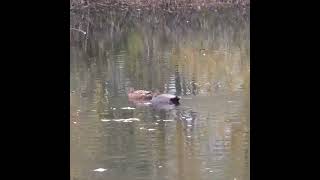 Gadwall Couple Gadwall Ducks Shorts [upl. by Timms350]