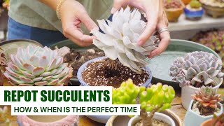 How To Repot Succulents amp When Is The Perfect Time 🪴  Important Tips for Beginners ✔️ [upl. by Dygall]