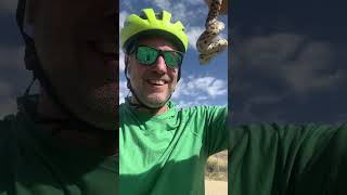 Saving a Bull Snake from the bike path [upl. by Naujyt]