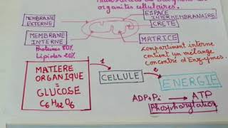 CONSOMMATION DE LA MATIÈRE ORGANIQUE ET FLUX DÉNERGIE Résumé [upl. by Wetzel]