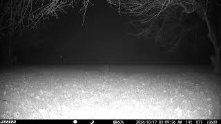 Chunky raccoon looking at us with glowing eyes Momma deer and her little one walk away trailcam2 [upl. by Namas]