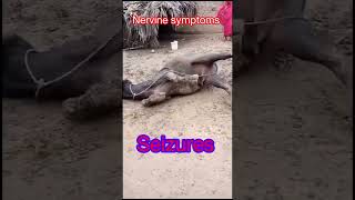 Seizures l Nervine symptoms l dr Umar Khan [upl. by Ulita54]