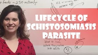 Lifecycle of Schistosomiasis Parasite [upl. by Helbonia610]