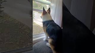 Corg Hunter  Ep 1 quotThe Burnt Potatoquot corgi funny corgilove corghunter [upl. by Atsirt]