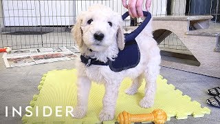 How Puppies Train To Be Guide Dogs [upl. by Hike809]