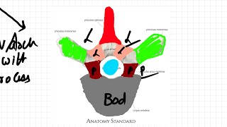 Anatomy of spine vertebrae skeleton anatomy [upl. by Neyugn]