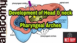 DEVELOPMENT OF HEAD amp NECK  PHARYNGEAL ARCHES  TREACHER COLLINS amp PIERRE ROBIN SYNDROME  NEXT [upl. by Weaks35]