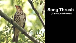 Song Thrush Bird Call and Pictures for Teaching BIRDSONG [upl. by Airotcivairam]