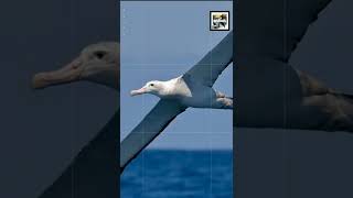 Quick Albatross Facts  The Biggest Bird on Earth  Animal a Day A Week shorts [upl. by Karisa]